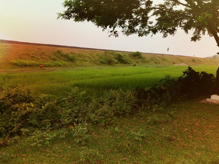 Assam , India