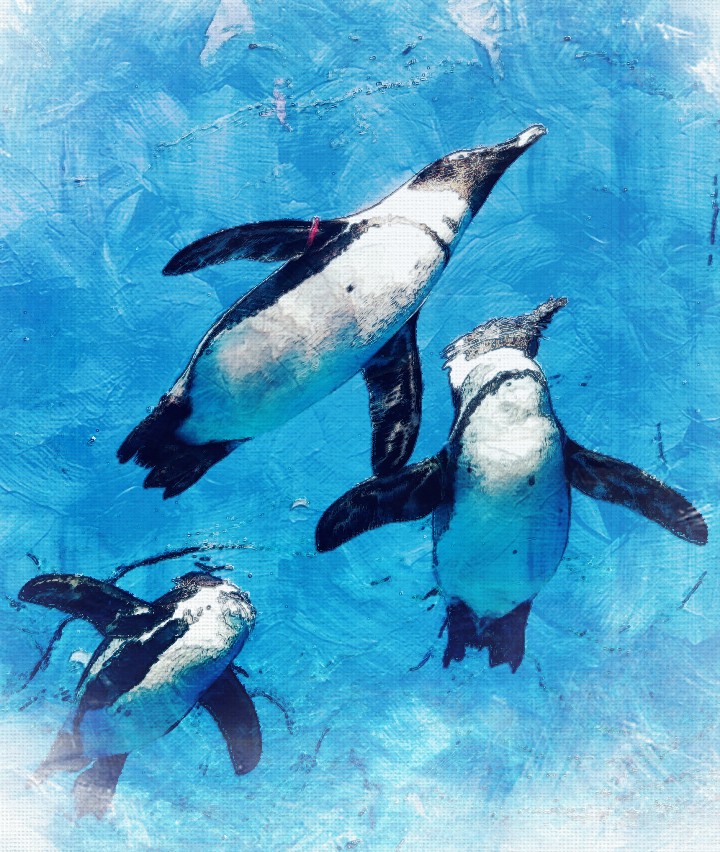 空飛ぶペンギン