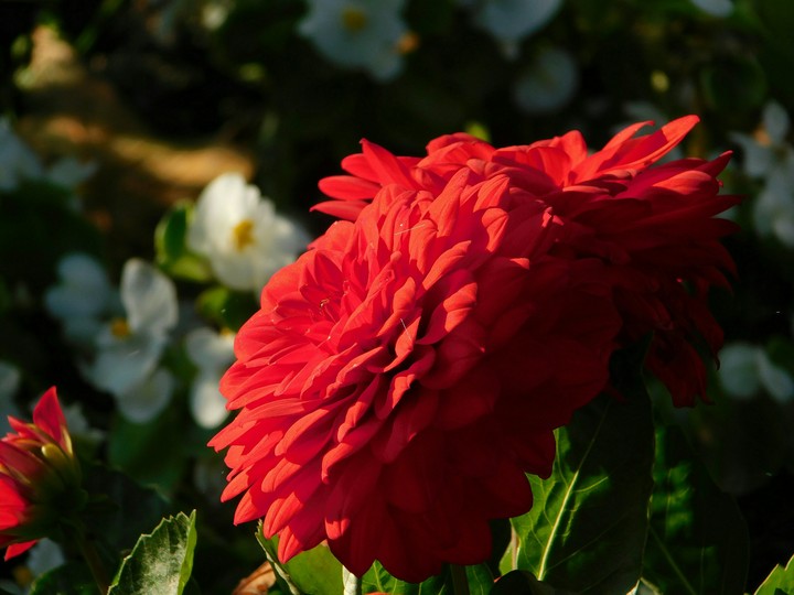 Dahlia