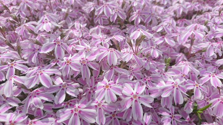 芝桜