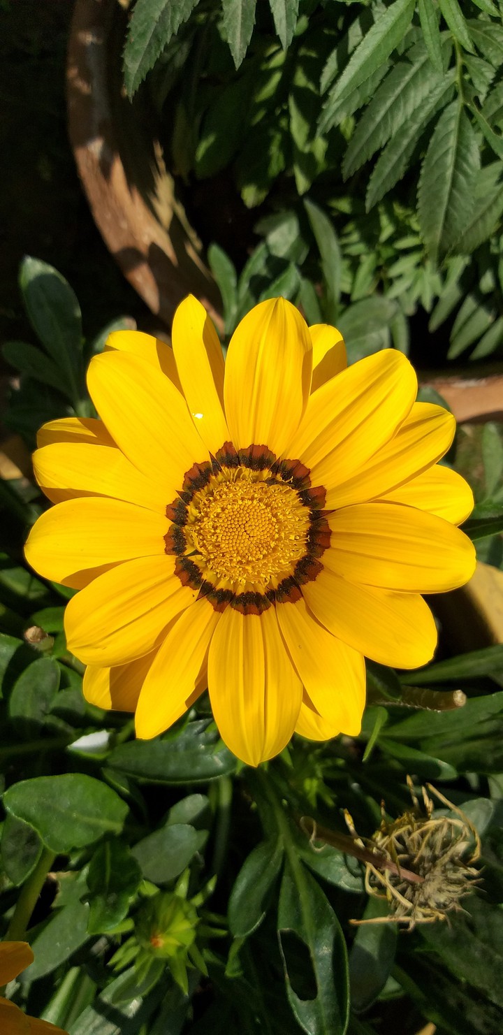 Phool
