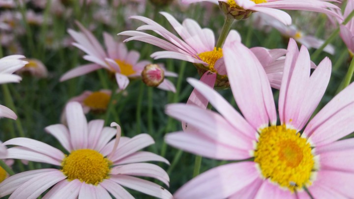 white pink flowers