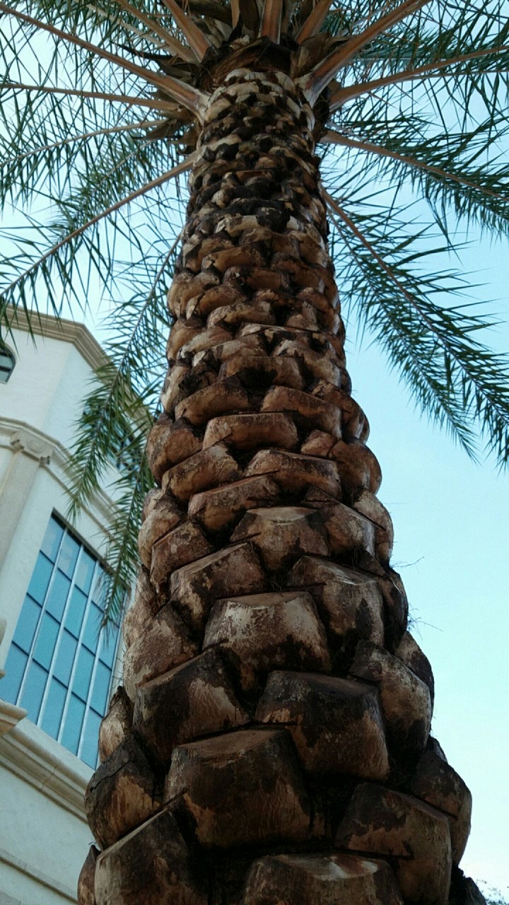 Orlando Palm Trees