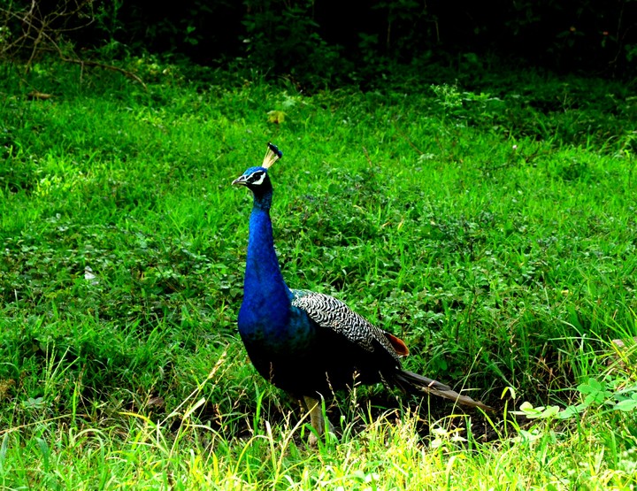 The National Bird
