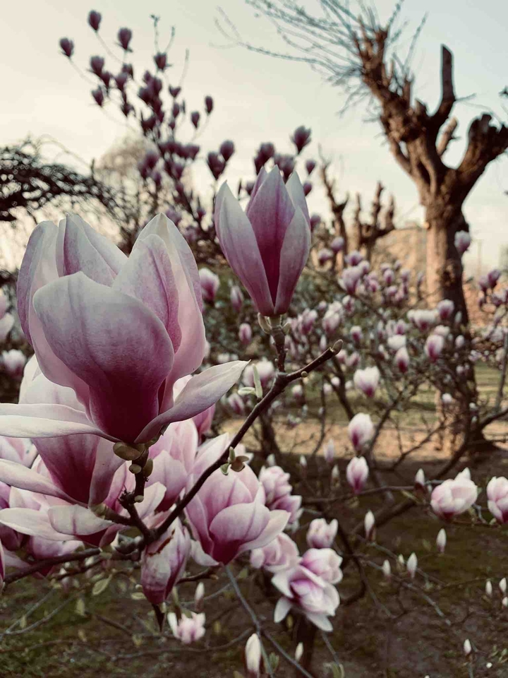 Spring