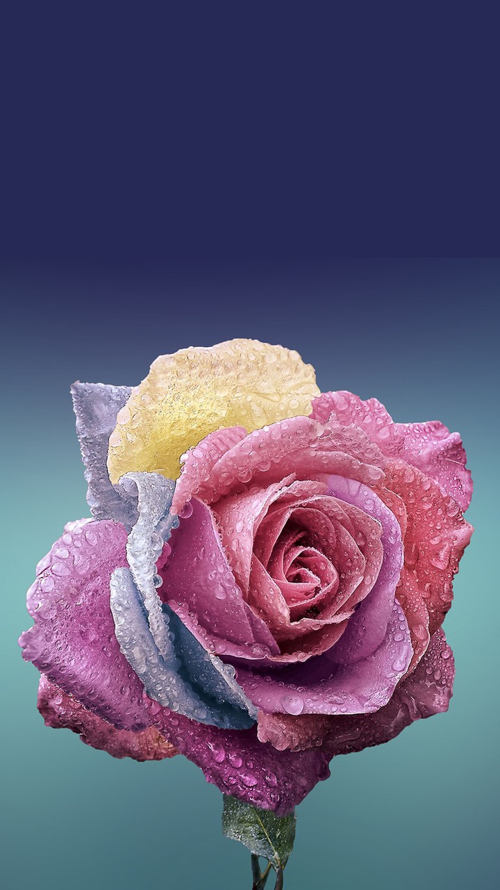 rose