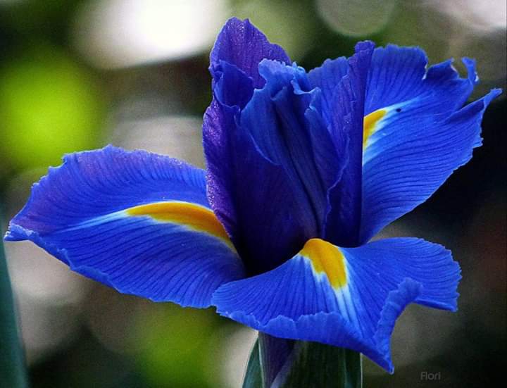 iris