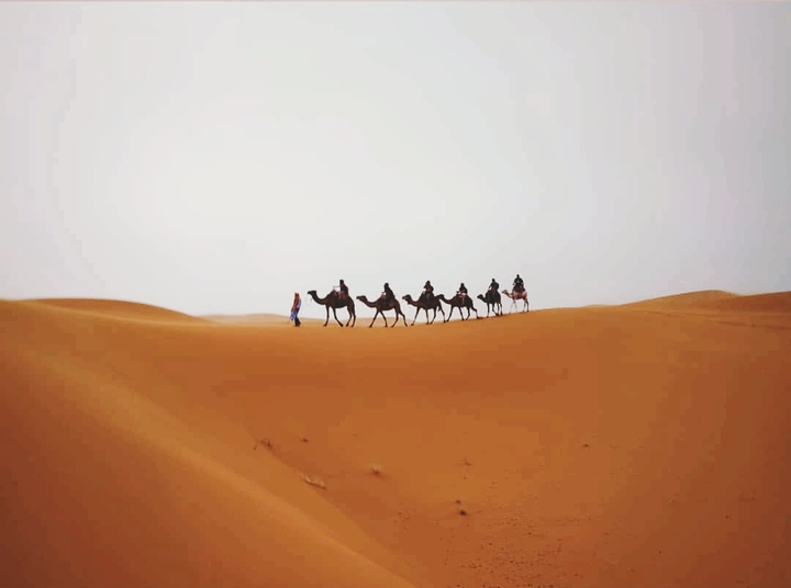 camels