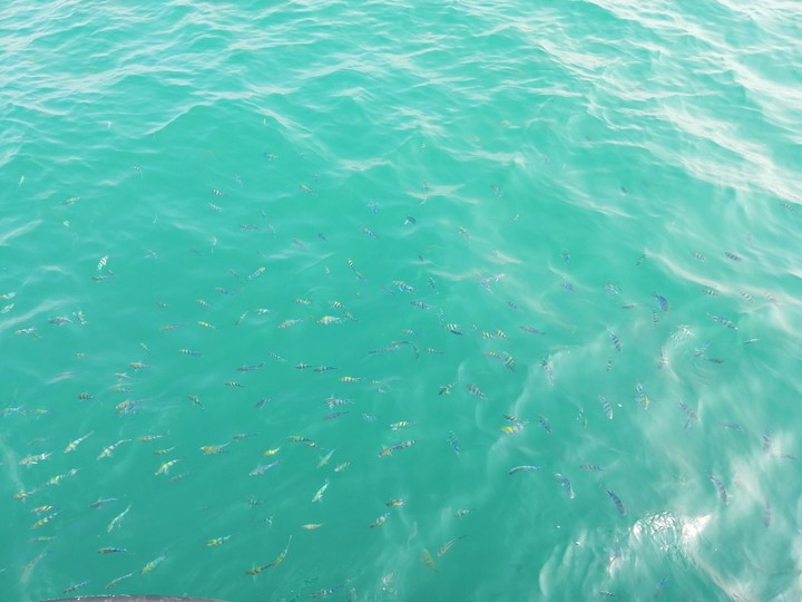 fish