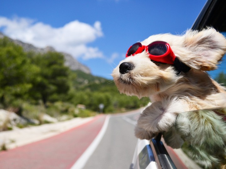 cute doggy