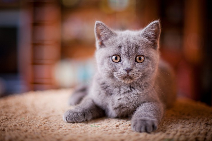 котёнок