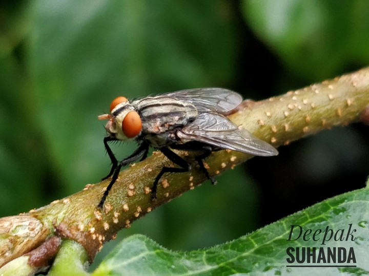 fly