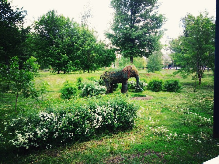 elephant