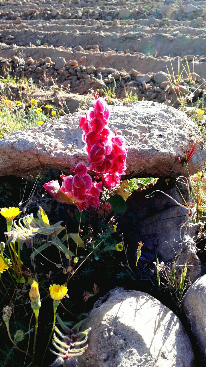 Fleur d'Arabie