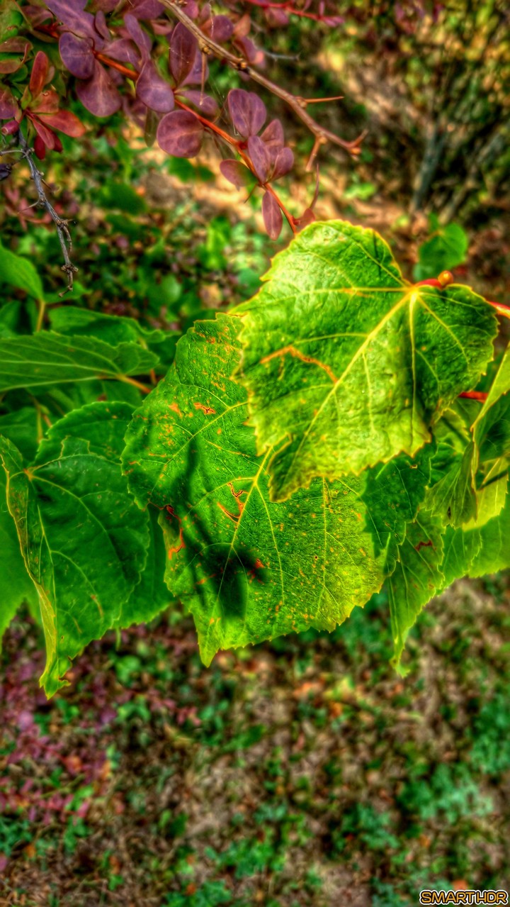 #nature
