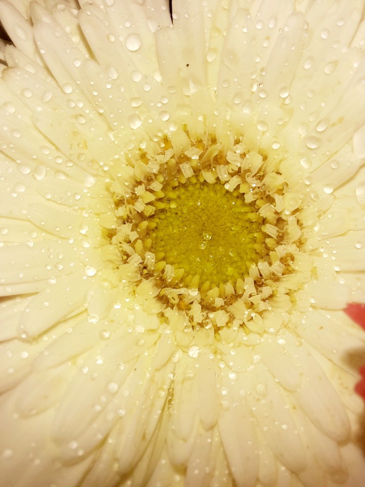 macro photo
