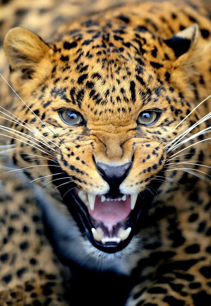 well-received leopard