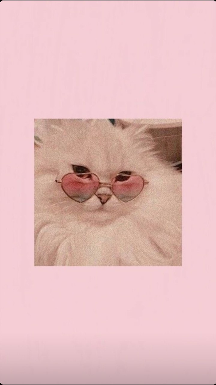котик в очках