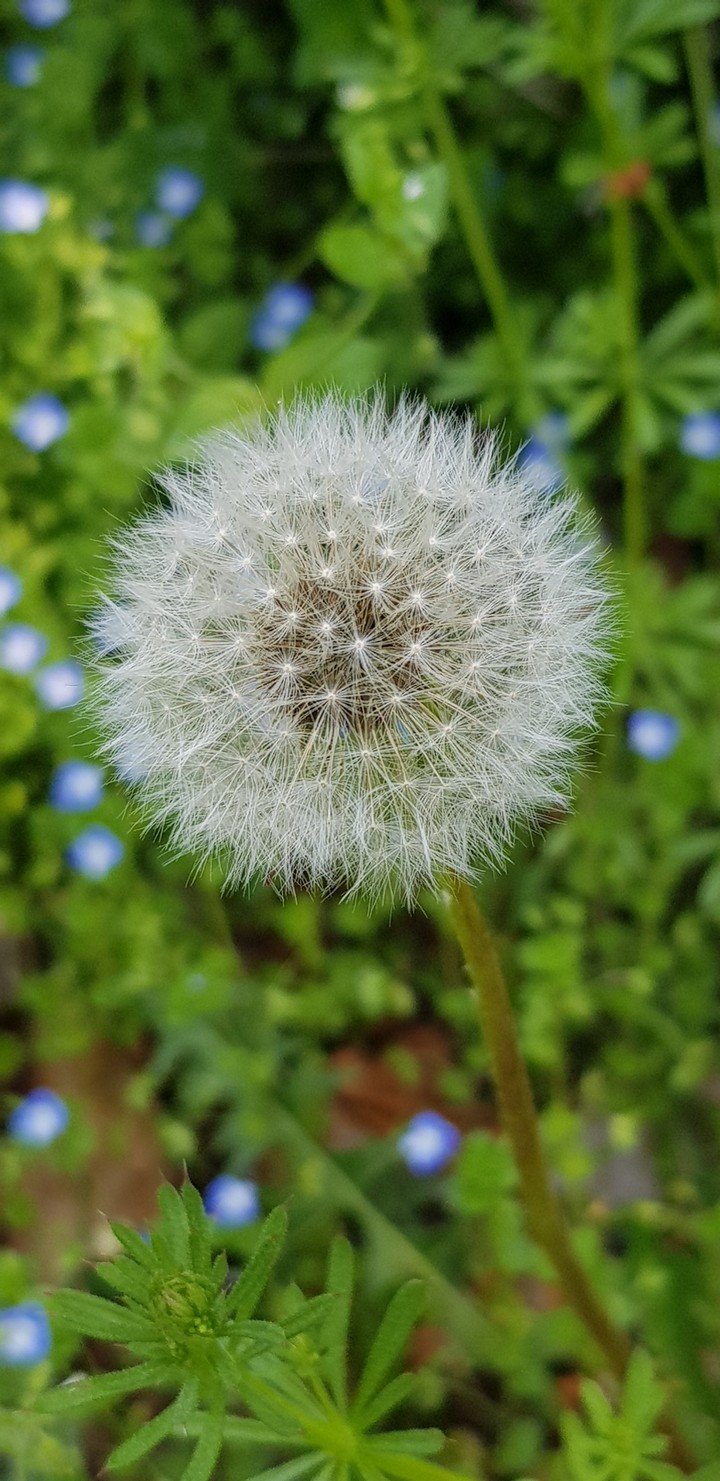 민들레 dandelion