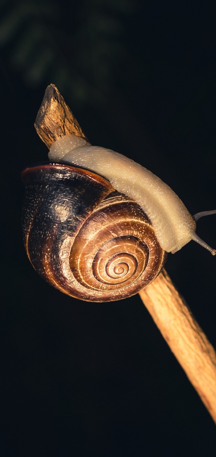 Snail