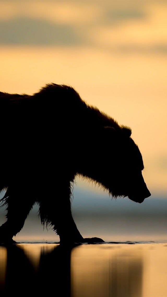 Bear