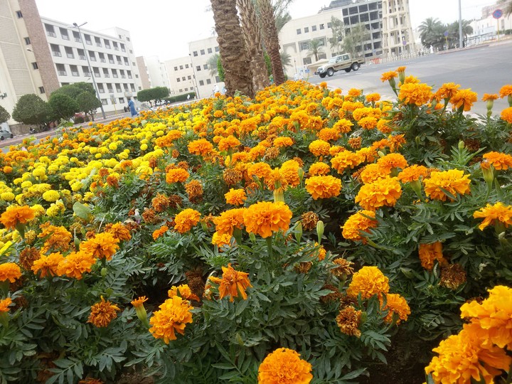 flowers