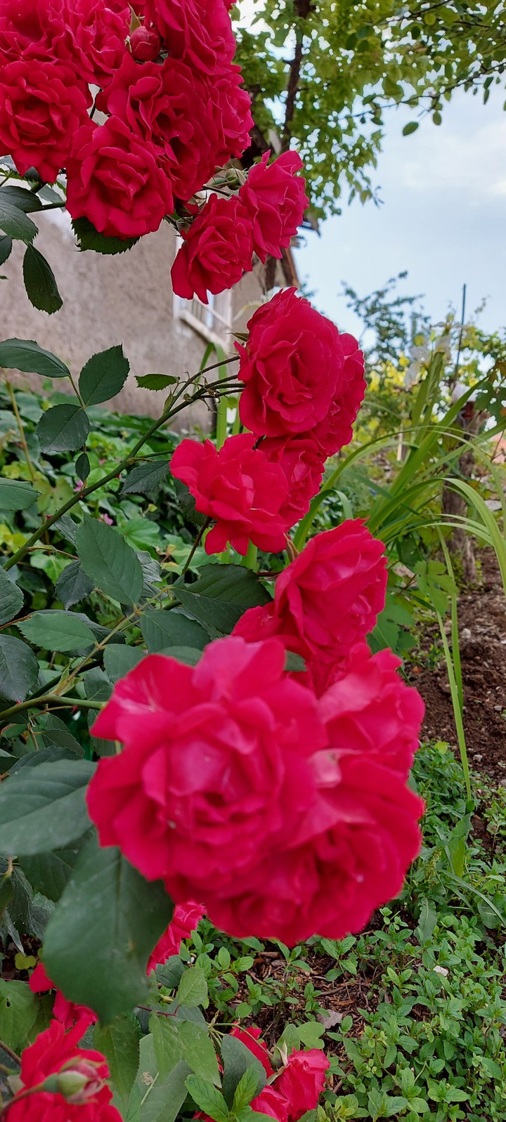 rose