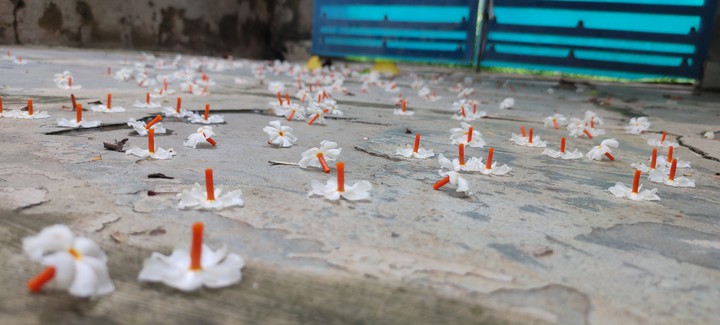 flowers on ground