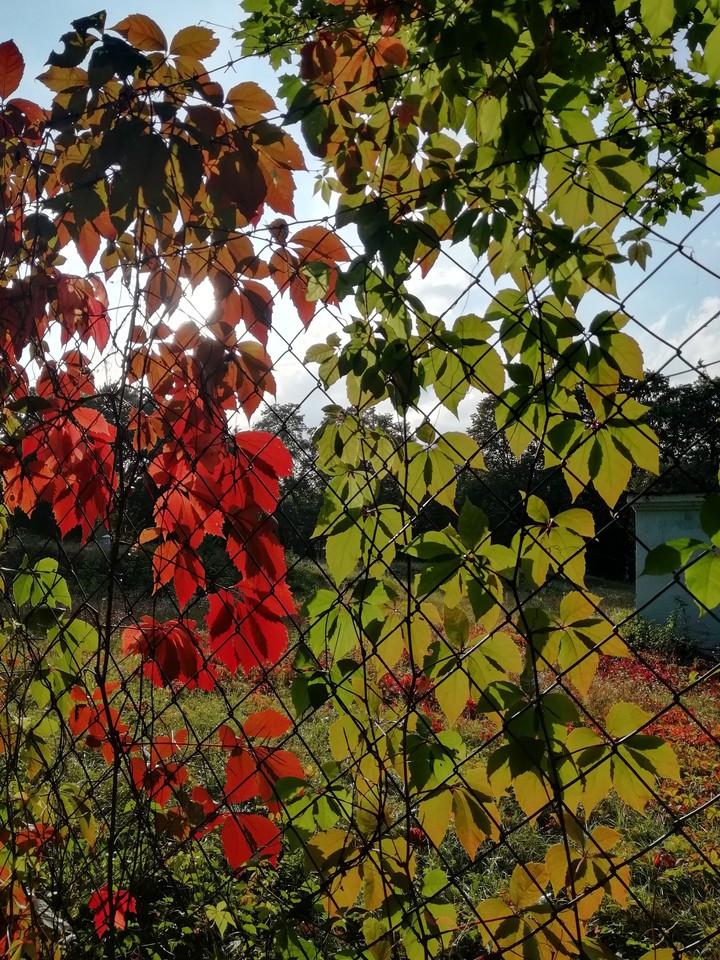 Осень
