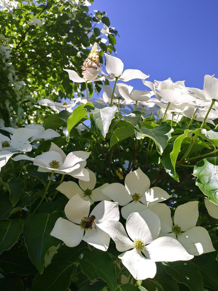 Cornus
