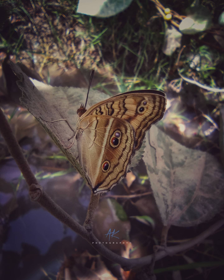 Butterfly ?