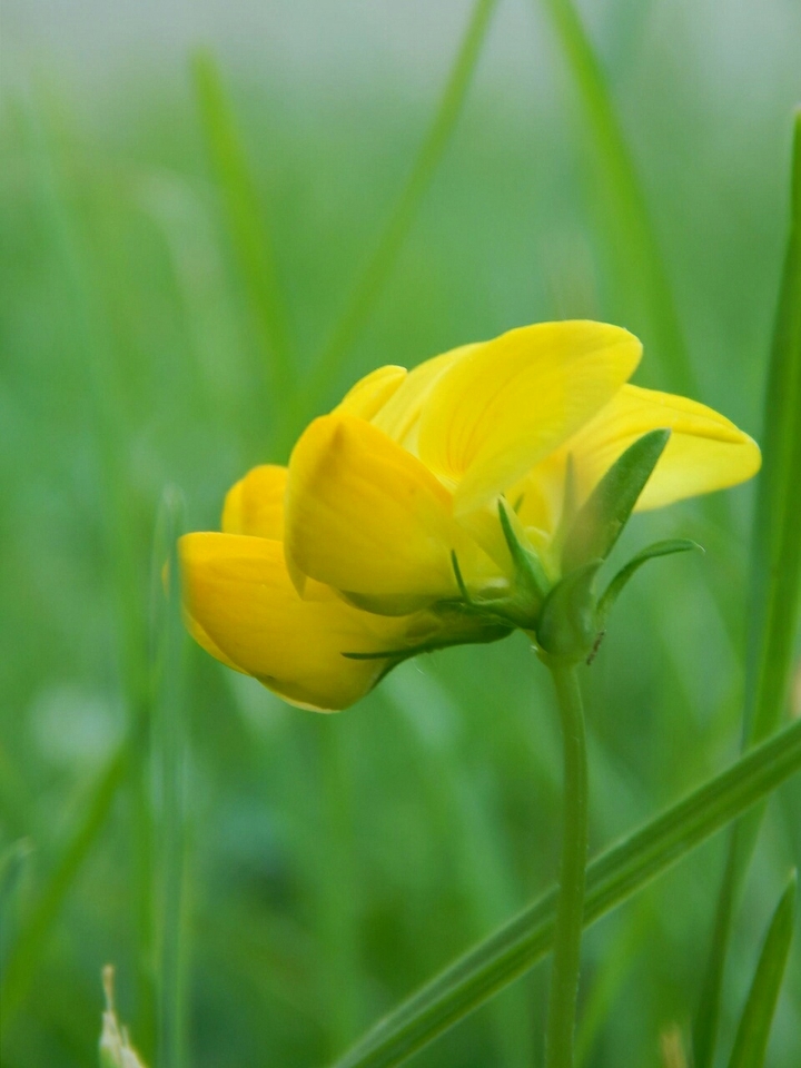 yellow flower