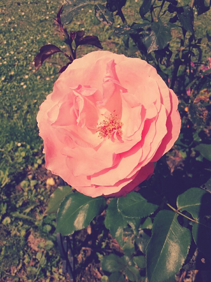 rose