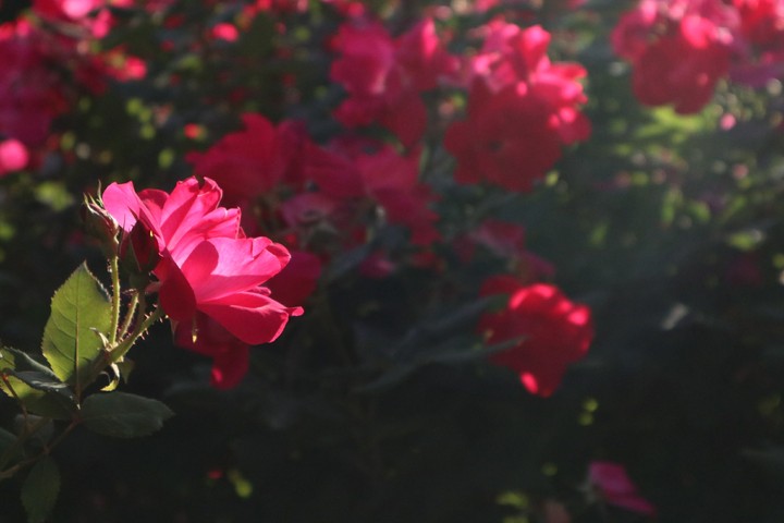 Pink Flower 2