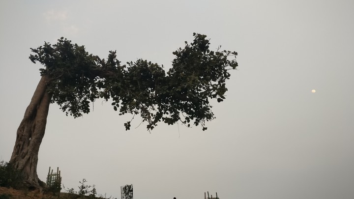 Odd Tree