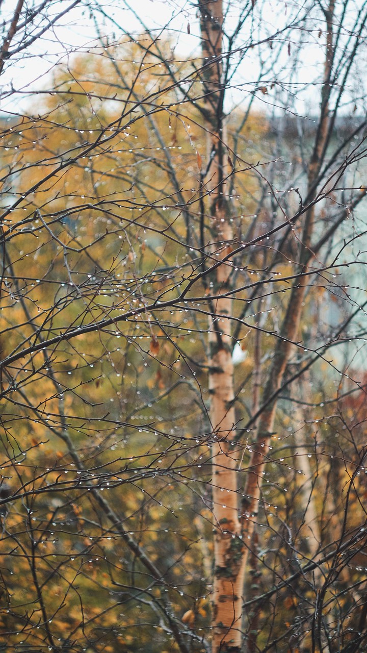 rain