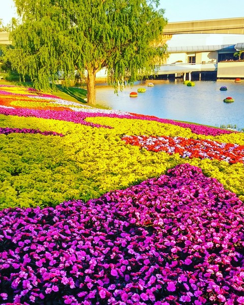 Flowers on Flowers