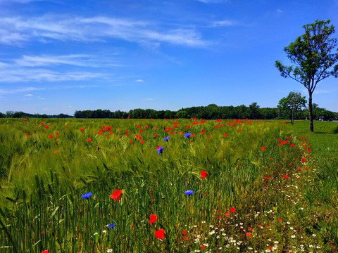 skyflowers