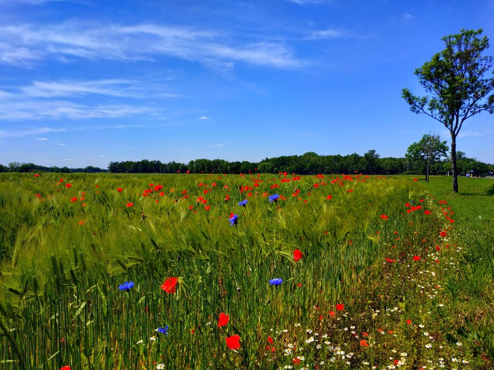 skyflowers