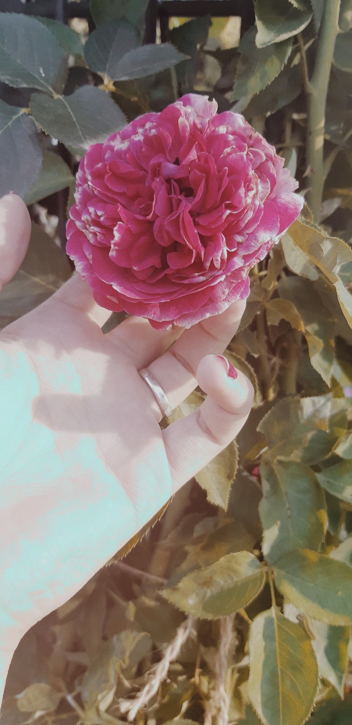 Rose