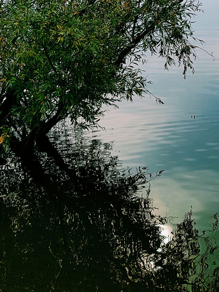 VOLGA