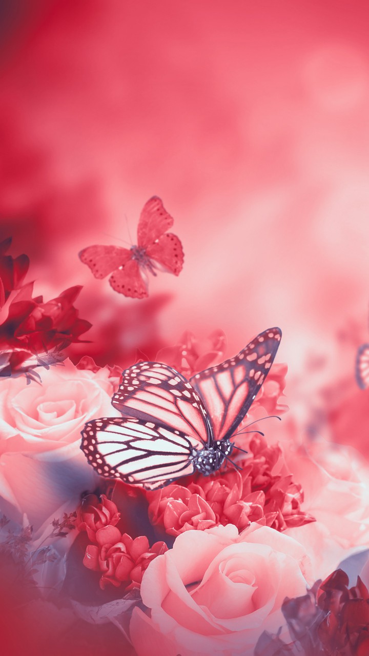 butterfly