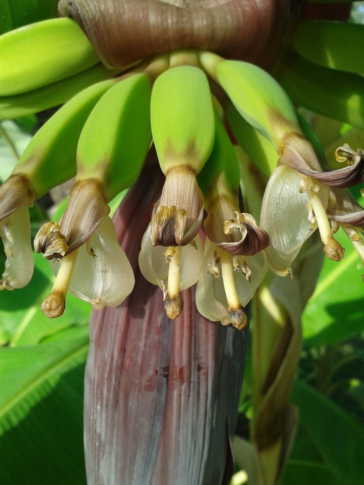 Bananen