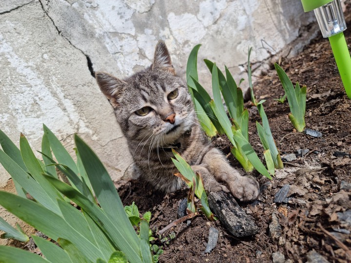 Cat