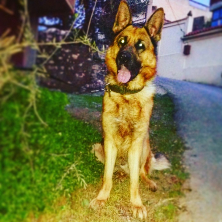 berger allemand