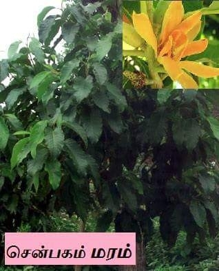 செண்பகம் மரம்