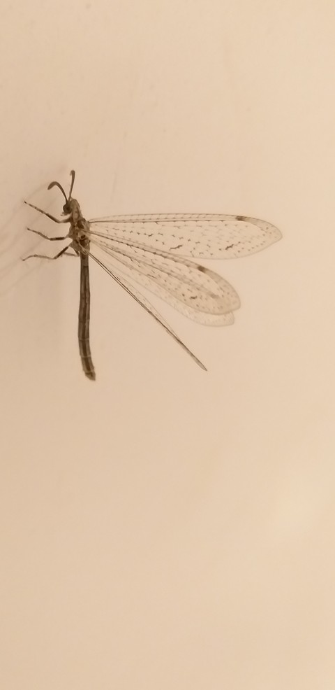 dragonfly, animal háttérképek