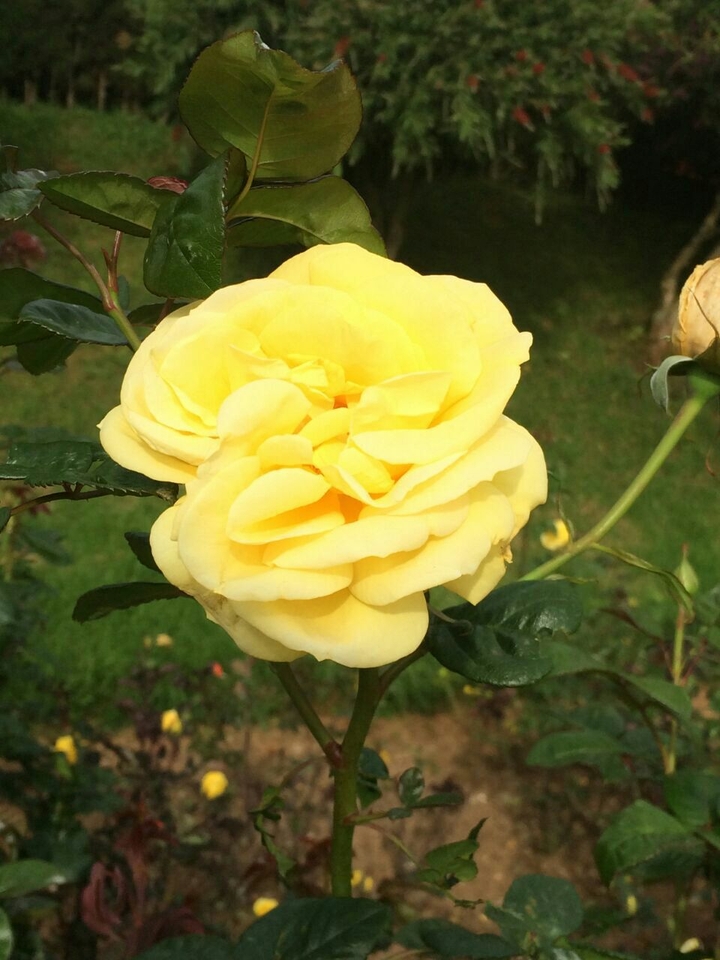 flower yellow
