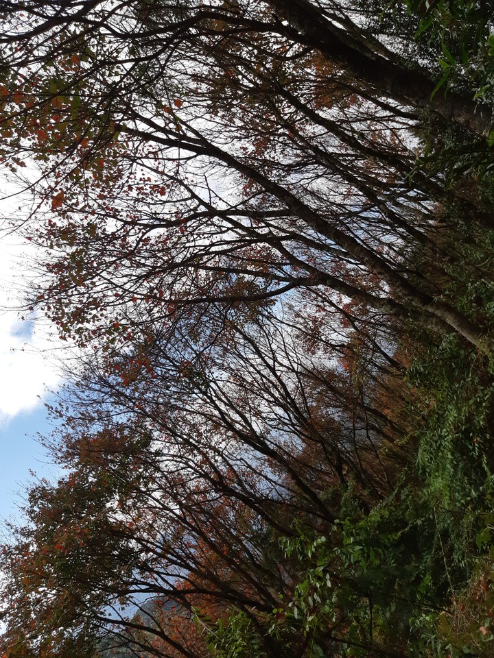 view in autumn