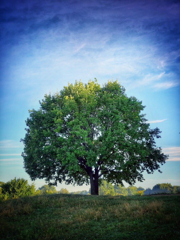 nature